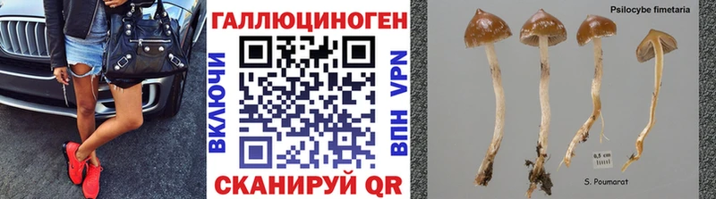 Псилоцибиновые грибы MAGIC MUSHROOMS  нарко площадка клад  Сальск  купить закладку 